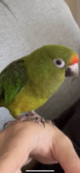 Lost Unknown Bird last seen On a tree close to my balcony until storm hit that day., Ocean Township, NJ 07712