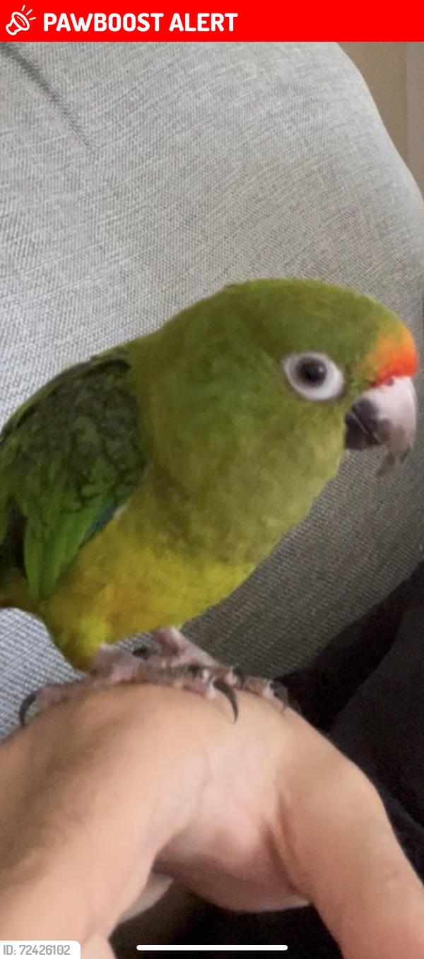 Lost Unknown Bird last seen On a tree close to my balcony until storm hit that day., Ocean Township, NJ 07712