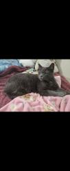 Lost Male Cat last seen Riverside Ave next to Starbucks , Rialto, CA 92377