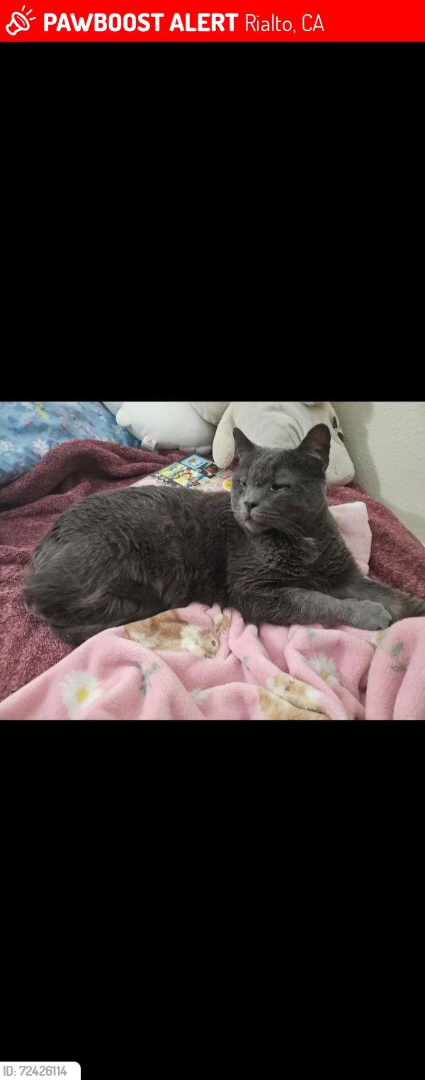 Lost Male Cat last seen Riverside Ave next to Starbucks , Rialto, CA 92377