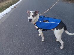 Lost Male Dog last seen Quail Ridge ct Lenoir Nc 28645, Lenoir, NC 28645