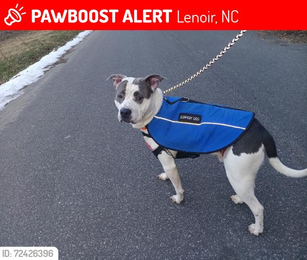 Lost Male Dog last seen Quail Ridge ct Lenoir Nc 28645, Lenoir, NC 28645