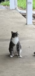 Lost Male Cat last seen N. Bird Rd., Springfield, OH 45503