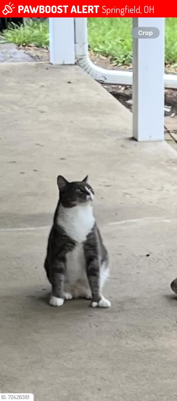 Lost Male Cat last seen N. Bird Rd., Springfield, OH 45503