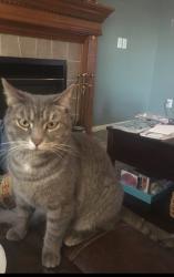Lost Female Cat last seen Fairfield East school &YMCA Morris rd, Fairfield Township, OH 45011