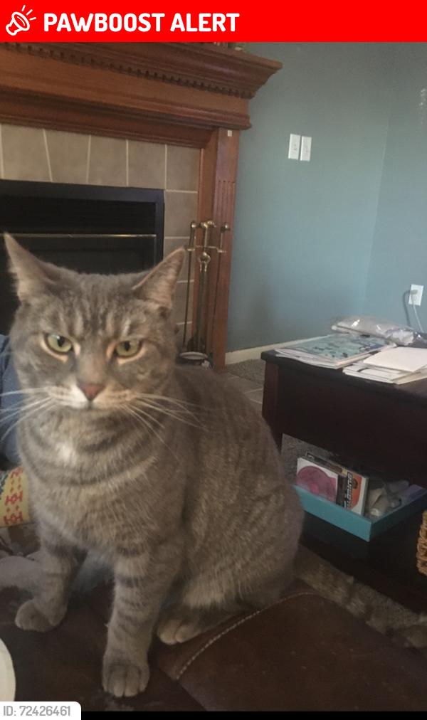 Lost Female Cat last seen Fairfield East school &YMCA Morris rd, Fairfield Township, OH 45011