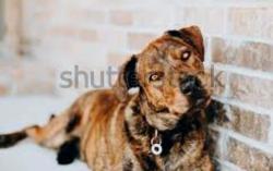 Lost Female Dog last seen Northern & 528, Rio Rancho, NM 87124