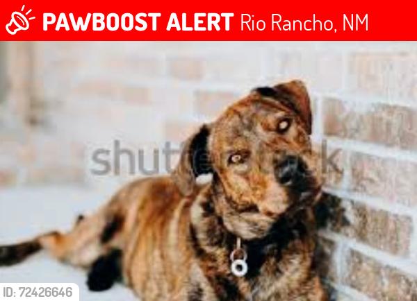 Lost Female Dog last seen Northern & 528, Rio Rancho, NM 87124