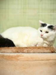 Lost Male Cat last seen B St, C St, H St, K St , Alief Clodine Rd, Houston, TX 77072