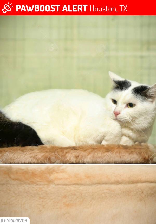 Lost Male Cat last seen B St, C St, H St, K St , Alief Clodine Rd, Houston, TX 77072