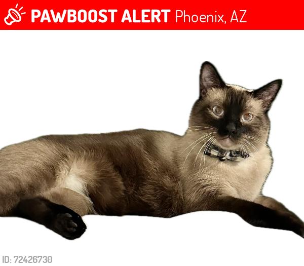 Lost Male Cat last seen 18th St and East Turqoise, Phoenix, AZ 85028
