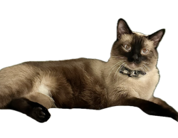 Lost Male Cat last seen 18th St and East Turqoise, Phoenix, AZ 85028