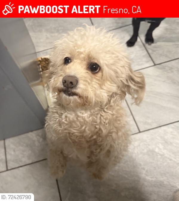 Lost Female Dog last seen millbrook and dakota, Fresno, CA 93726