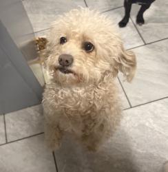Lost Female Dog last seen millbrook and dakota, Fresno, CA 93726