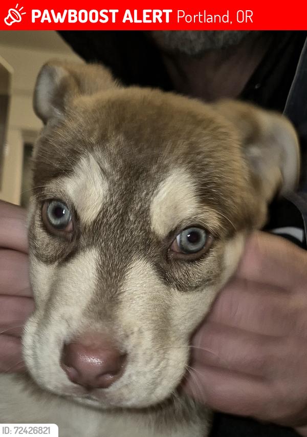 Lost Male Dog last seen Se woodstock ave, Portland, OR 97266