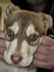 Lost Male Dog last seen Se woodstock ave, Portland, OR 97266