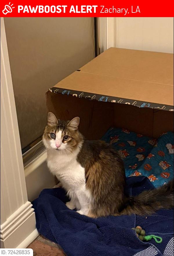 Lost Male Cat last seen Joor Rd, Blackwater Rd, Peair Rd, Zachary, LA 70791
