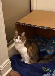 Lost Male Cat last seen Joor Rd, Blackwater Rd, Peair Rd, Zachary, LA 70791