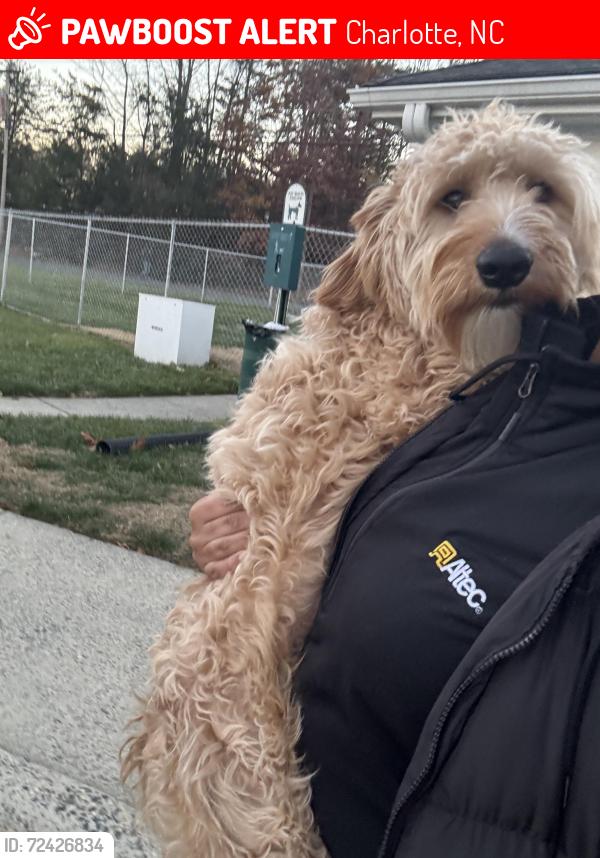 Lost Female Dog last seen Plaza Walk Dr, Charlotte, NC 28215