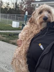 Lost Female Dog last seen Plaza Walk Dr, Charlotte, NC 28215