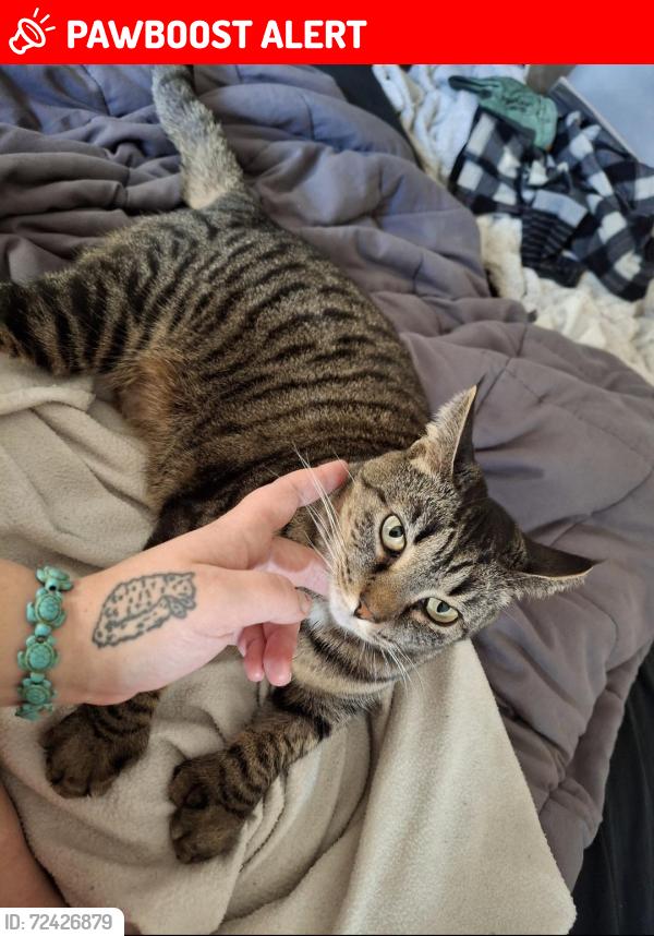 Lost Female Cat last seen Near Deer Creek Apartments, Plainsboro Township, NJ 08536