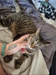 Lost Female Cat last seen Near Deer Creek Apartments, Plainsboro Township, NJ 08536