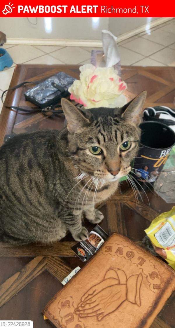Lost Male Cat last seen Near Mound Lake Dr, Richmond, TX 77406