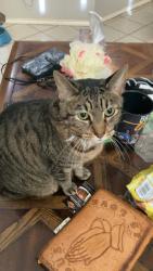 Lost Male Cat last seen Near Mound Lake Dr, Richmond, TX 77406