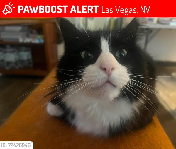 Lost Male Cat last seen Near E Twain Ave, Las Vegas, NV 89169