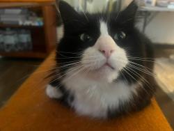 Lost Male Cat last seen Near E Twain Ave, Las Vegas, NV 89169