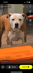 Lost Male Dog last seen Sugarhouse , Salt Lake City, UT 84106