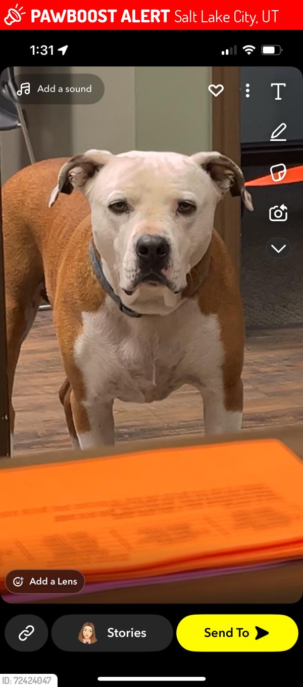 Lost Male Dog last seen Sugarhouse , Salt Lake City, UT 84106