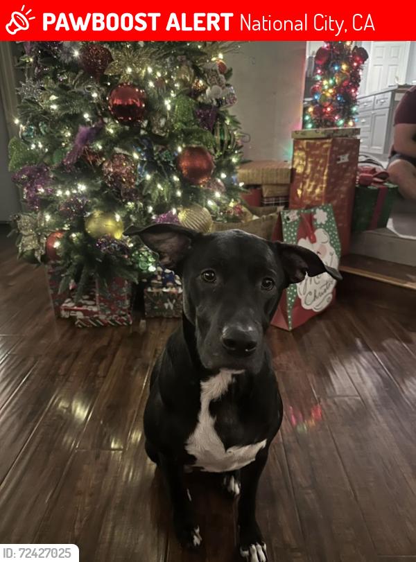Lost Female Dog last seen Highland ave and E 30th street , National City, CA 91950