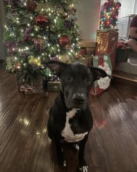 Lost Female Dog last seen Highland ave and E 30th street , National City, CA 91950