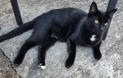 Lost Male Cat last seen Greentrees Crescent, Sompting, England BN15 9SZ