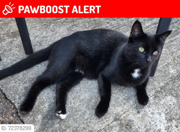 Lost Male Cat last seen Greentrees Crescent, Sompting, England BN15 9SZ