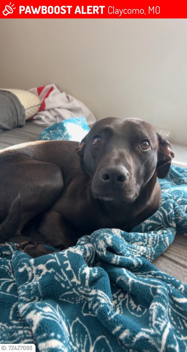 Lost Male Dog last seen Poe and 69 Hey, Claycomo, MO 64119