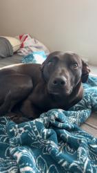 Lost Male Dog last seen Poe and 69 Hey, Claycomo, MO 64119