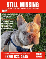 Lost Male Dog last seen Continental st, El Monte, CA 91733