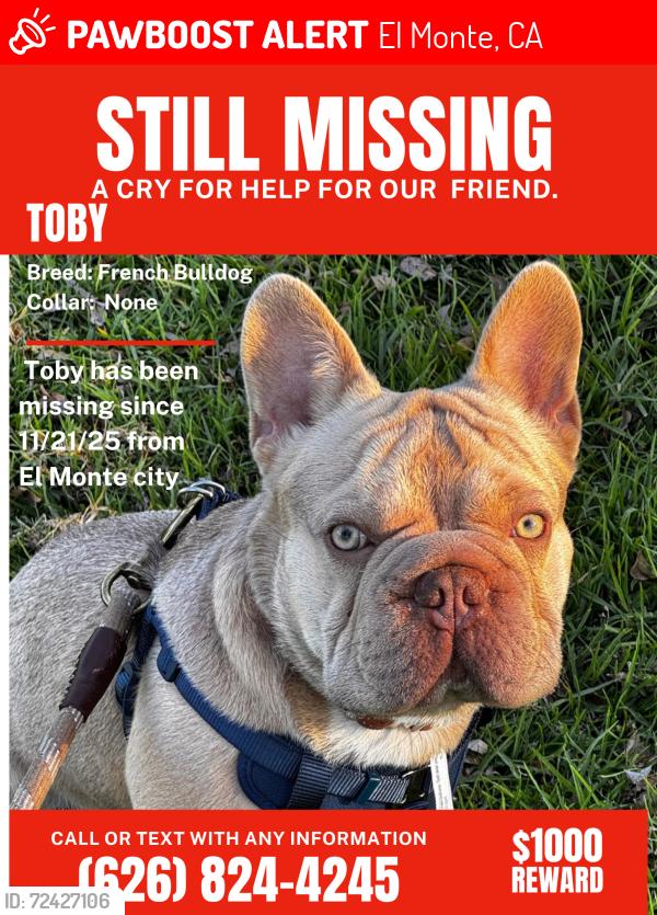 Lost Male Dog last seen Continental st, El Monte, CA 91733