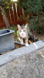 Lost Male Cat last seen Palm springs Dr west sky ranch, Sparks, NV 89441
