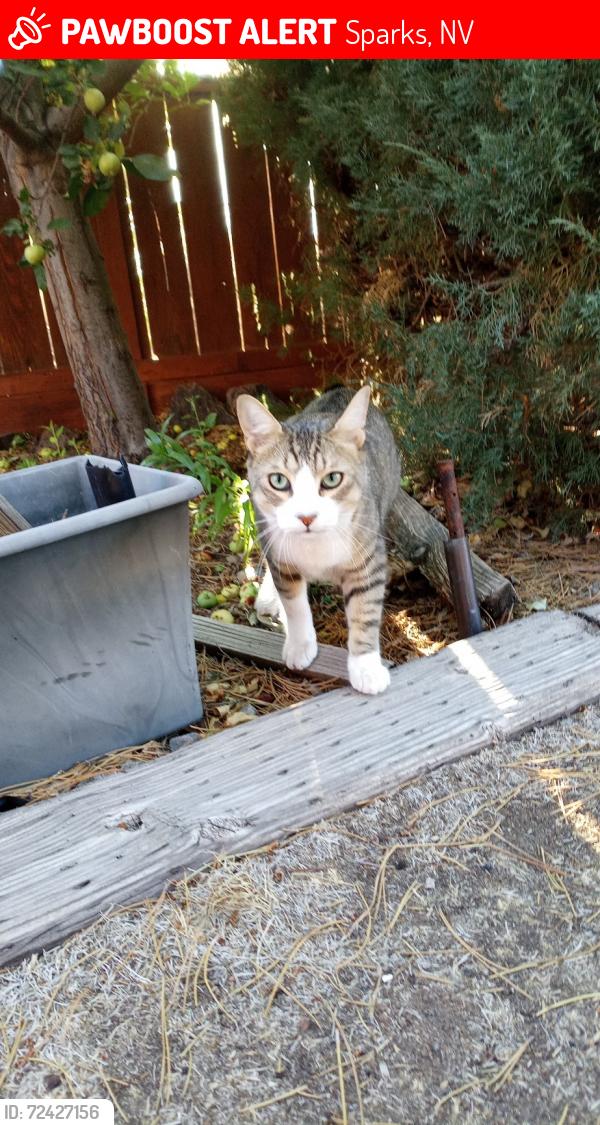 Lost Male Cat last seen Palm springs Dr west sky ranch, Sparks, NV 89441