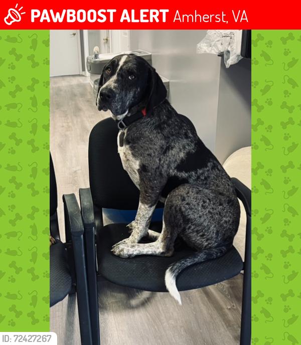 Lost Female Dog last seen Tye River Rd and VA Rte 60 , Amherst, VA 24521