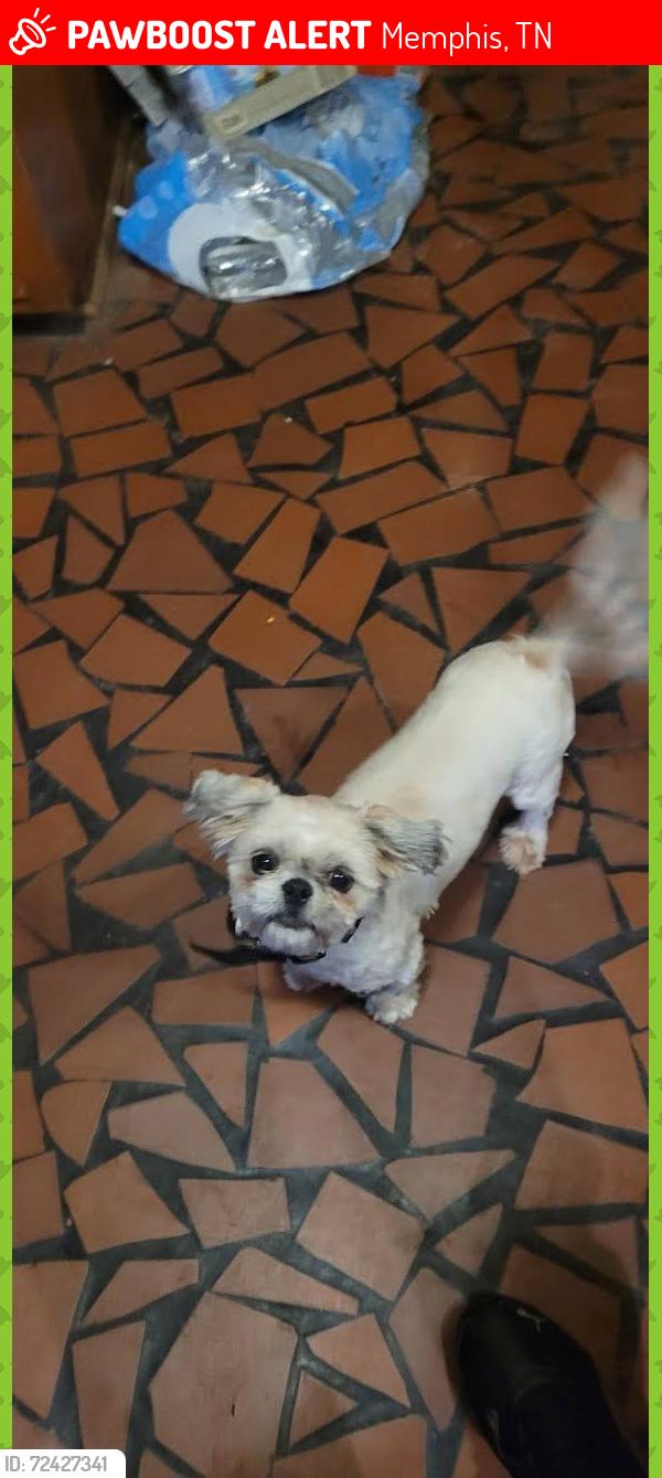 Lost Female Dog last seen Frayser Blvd and watkins , Memphis, TN 38127
