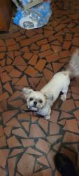 Lost Female Dog last seen Frayser Blvd and watkins , Memphis, TN 38127
