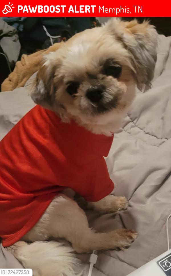 Lost Female Dog last seen Frayser Blvd and Watkins, Memphis, TN 38127
