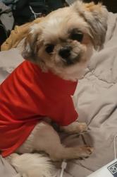 Lost Female Dog last seen Frayser Blvd and Watkins, Memphis, TN 38127
