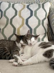 Lost Male Cat last seen Ashcroft circle, Columbia, SC 29229