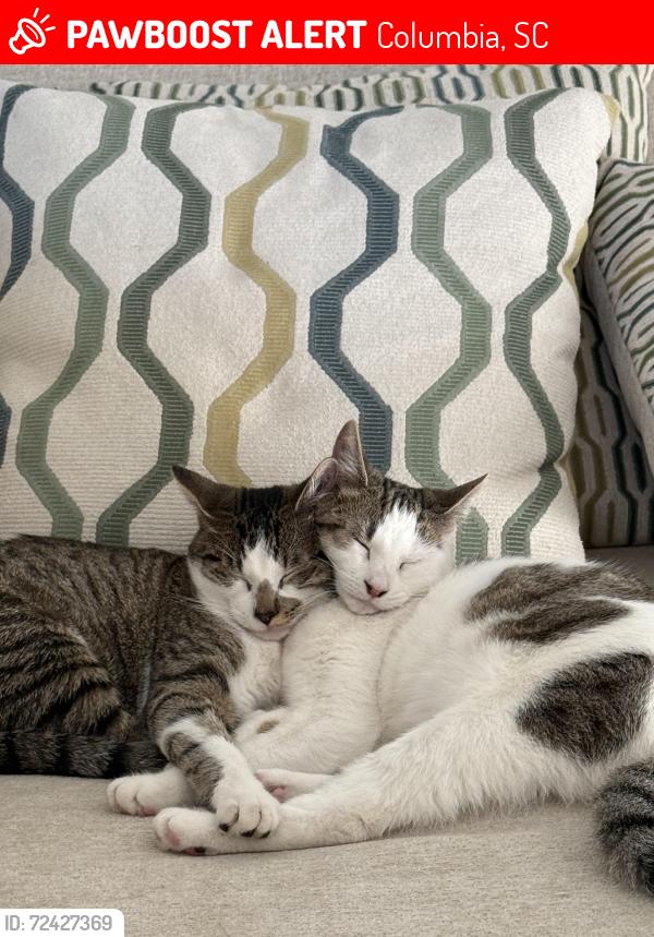 Lost Male Cat last seen Ashcroft circle, Columbia, SC 29229