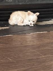 Lost Female Dog last seen River Pointe Neighborhood , Portsmouth, VA 23703